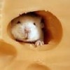 Mouse in a Cheese hole