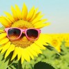Sunflower-with-sunglasses.jpg