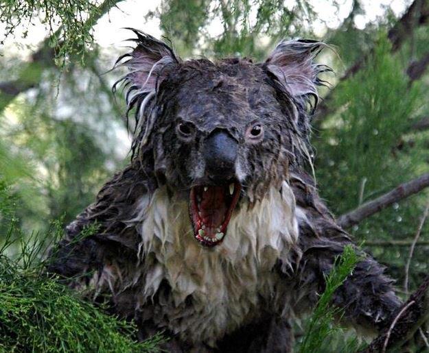 Drop Bear